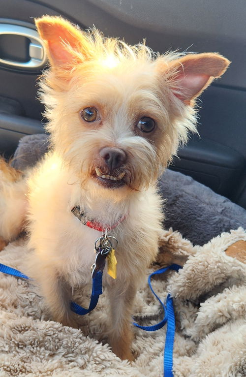 Chewy