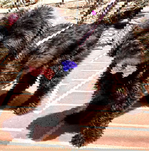 Dottie