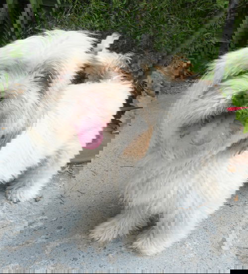 Wicket
