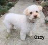 Ozzy