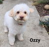 Ozzy