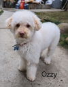 Ozzy