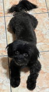 Willow
