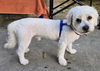 Snoopy