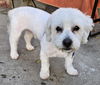 Snoopy
