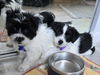 Onyx and Checkers