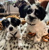 Onyx and Checkers