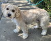 Rudy