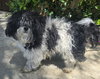 Sammie