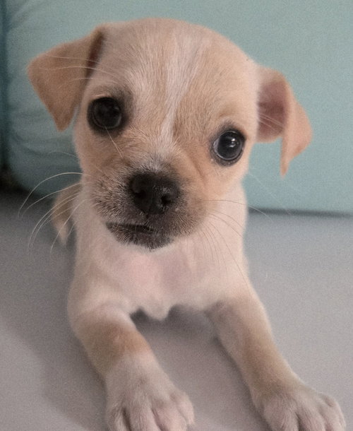 Poppy
