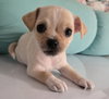 Poppy