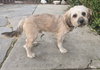 Benji