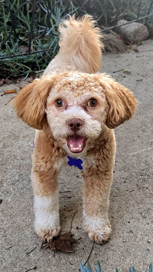Charlie