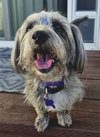 Pepper
