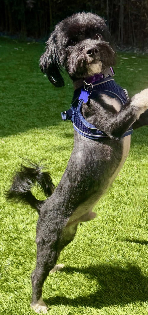 Milo