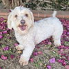 Maisey