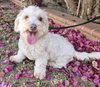 Maisey