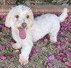 Maisey
