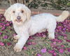 Maisey