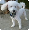 Brody