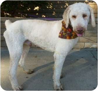Clancey