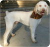 Clancey