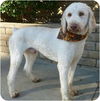 Clancey