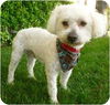 Corky