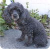 Molly