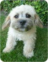 Murphy