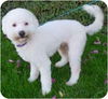 sprocket
