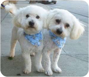 Stanley & Olie