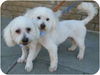 Stanley & Olie