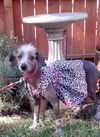 Willow