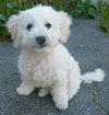 Marshmallow