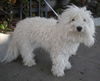 Roxie