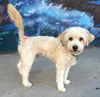 Comet