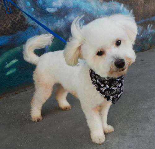 Jax