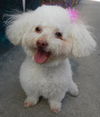 Lola