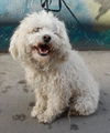 Copito