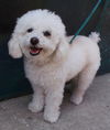 Trudy