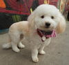 Willow