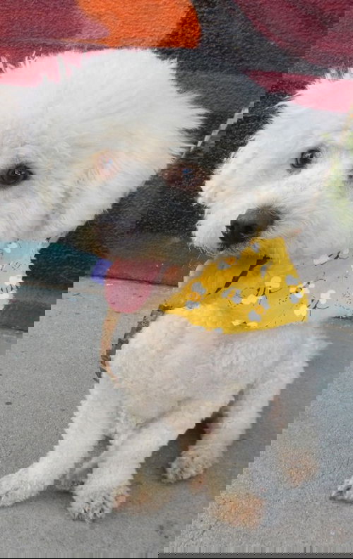 Jaxx
