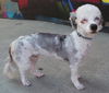 Chula