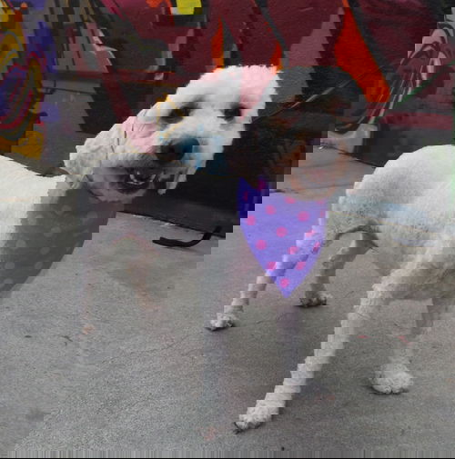 Rajah