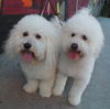 Russell & Farley