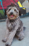 Maxwell