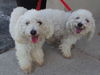 Lulu and Janey