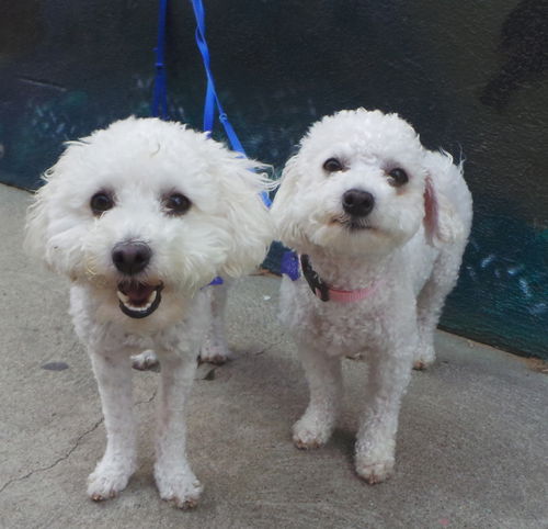 Lulu and Janey