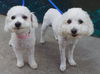 Lulu and Janey